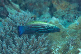 Image of Blacklobe wrasse