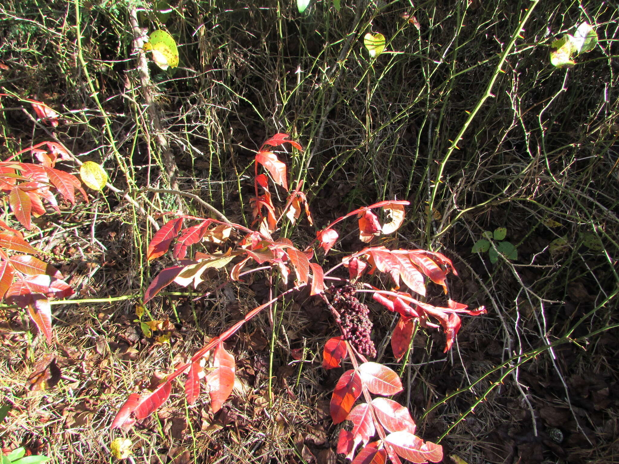 Rhus copallina L. resmi