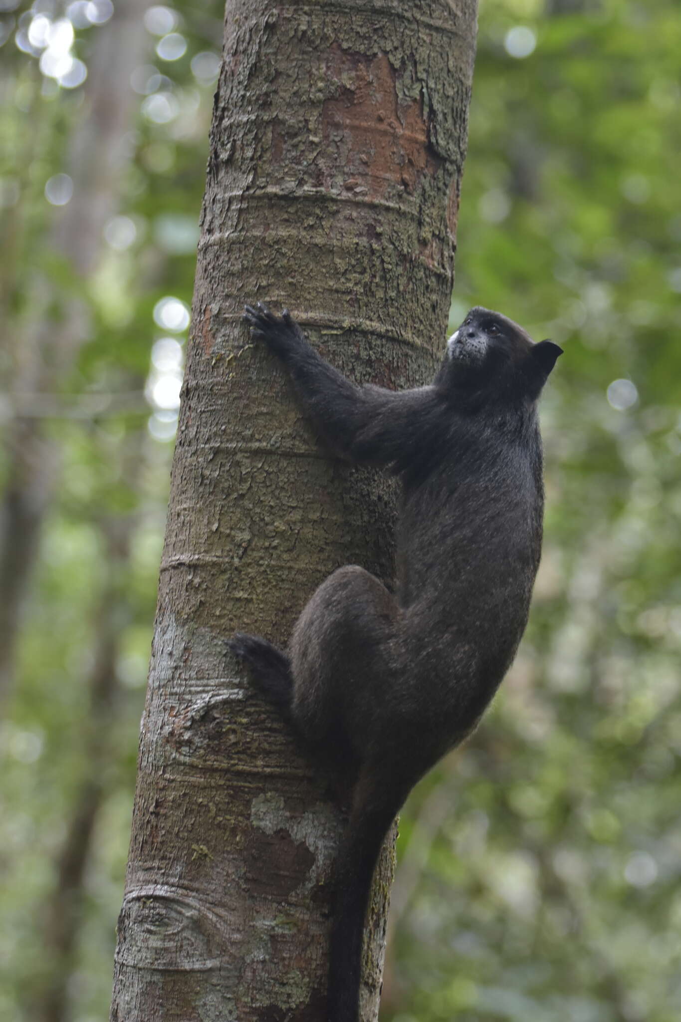 Image of Black-mantled tamarin