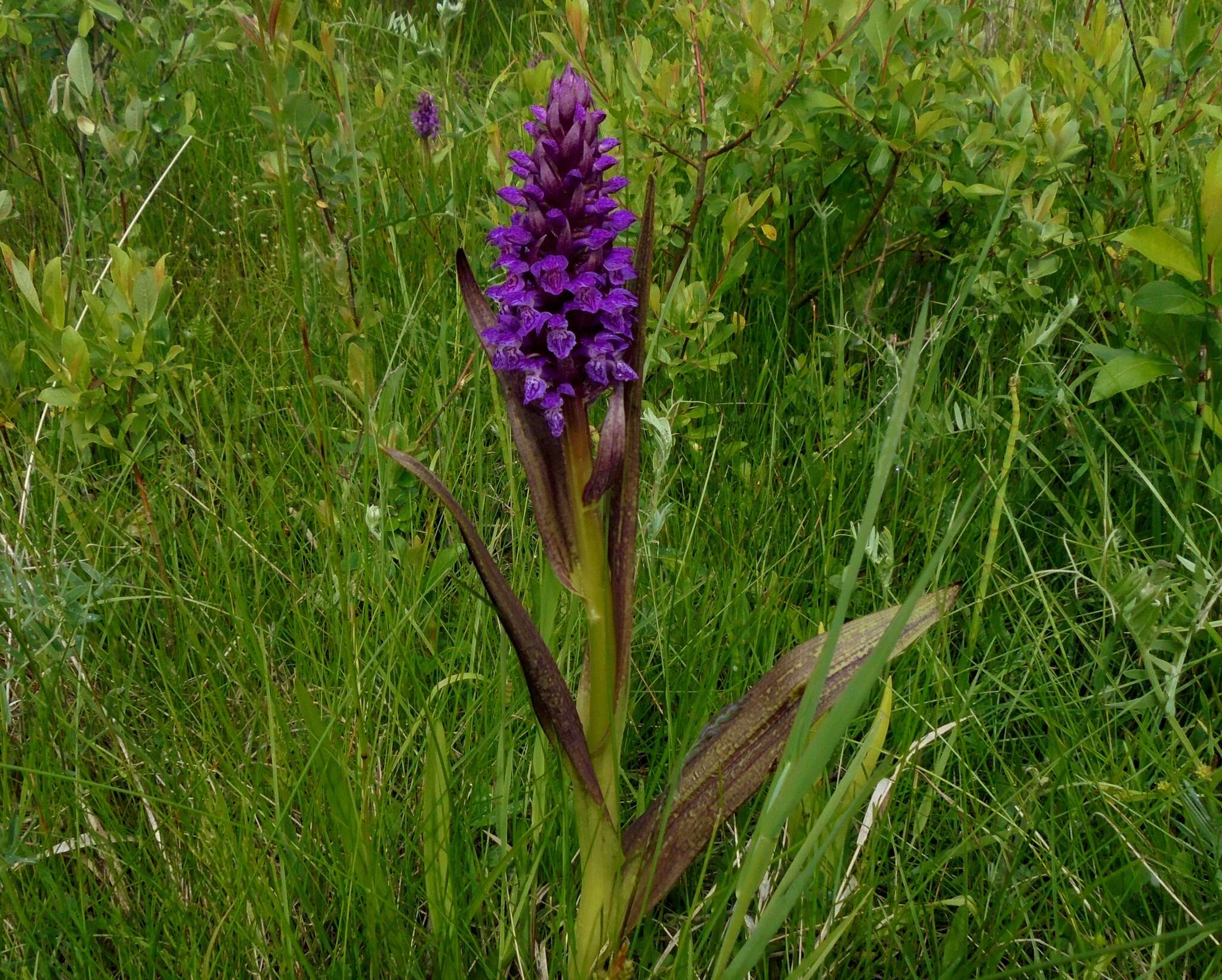 Image of Dactylorhiza incarnata subsp. cruenta (O. F. Müll.) P. D. Sell