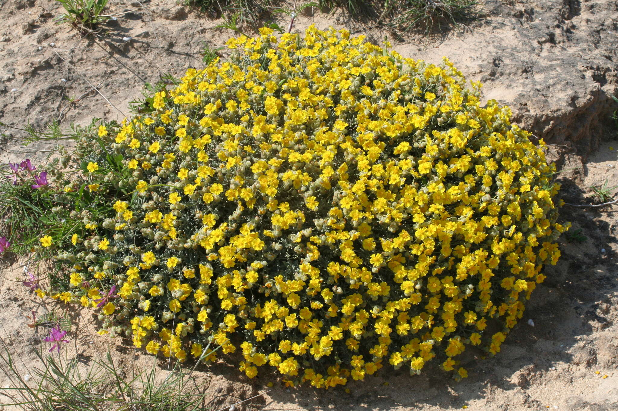 Helianthemum caput-felis Boiss. resmi