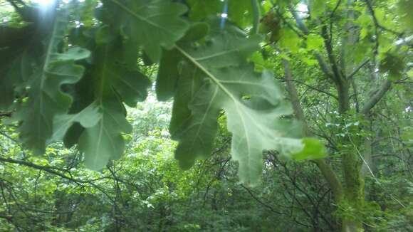 Image of Downy oak
