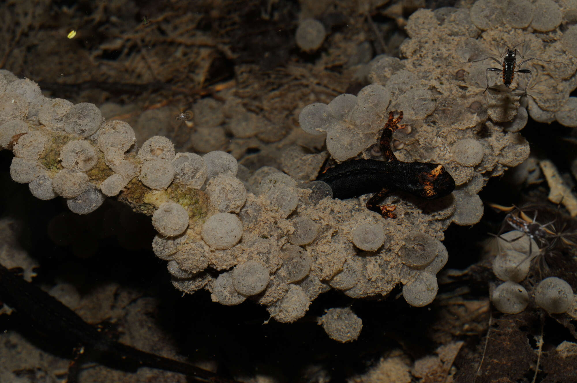 Image of spectacled salamander