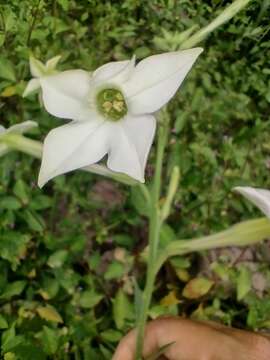 Image of jasmine tobacco