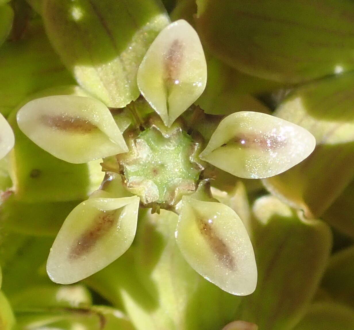 Asclepias crispa Berg.的圖片