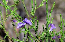 Image of Eremophila gibbifolia (F. Muell.) F. Muell.