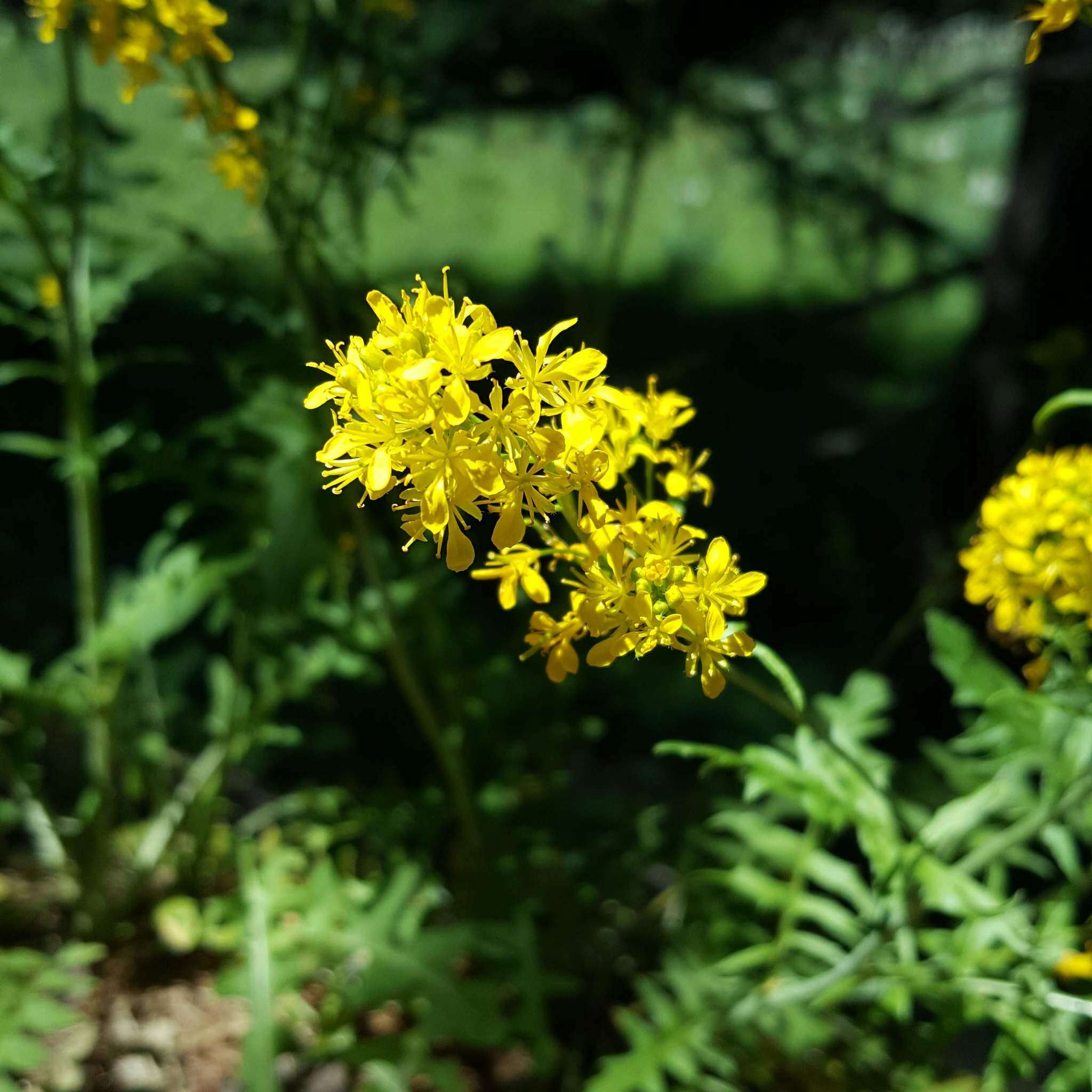 Слика од Sisymbrium austriacum Jacq.