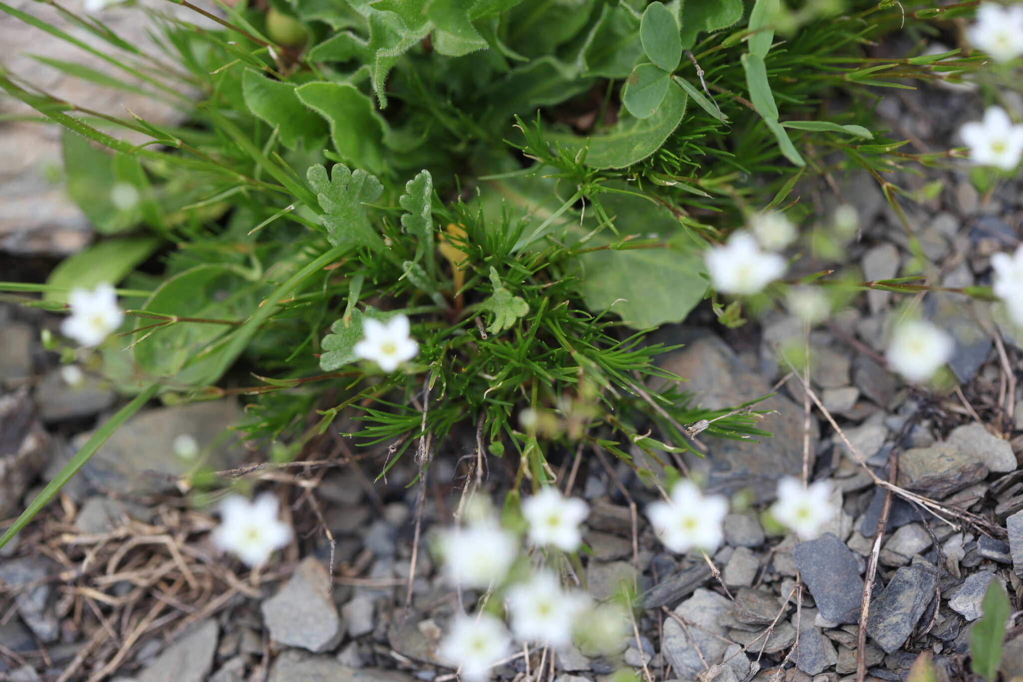 Image of Minuartia recurva (All.) Schinz & Thell.