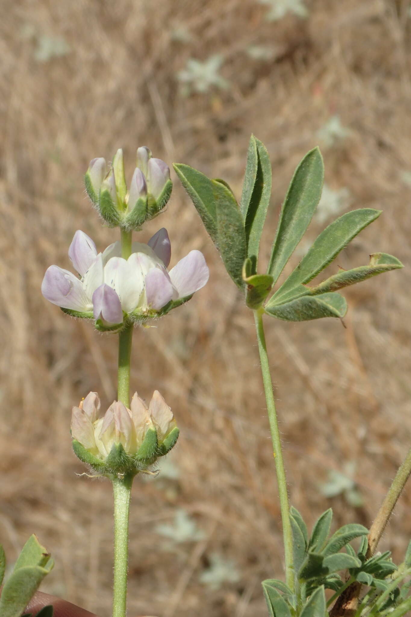 Image of whitewhorl lupine