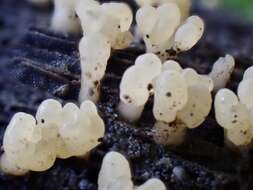 Image of Calocera pallidospathulata D. A. Reid 1974