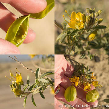 Imagem de Cleomella arborea var. globosa (Coville) J. C. Hall & Roalson