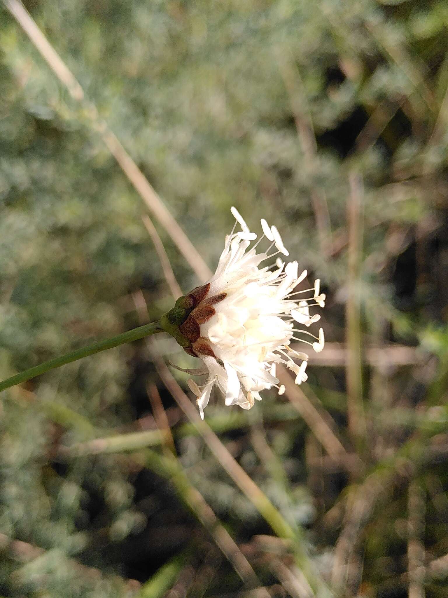 Image of Cephalaria leucantha (L.) Schrad.