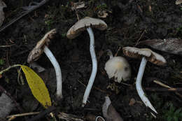 Imagem de Coprinopsis pannucioides (J. E. Lange) Örstadius & E. Larss. 2008