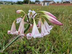 Image of Crinum lineare L. fil.