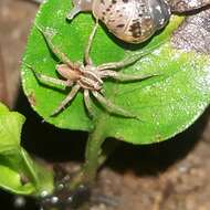 Image of Pardosa pseudoannulata (Bösenberg & Strand 1906)