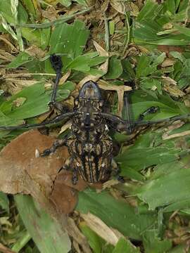 Steirastoma histrionicum White 1855的圖片