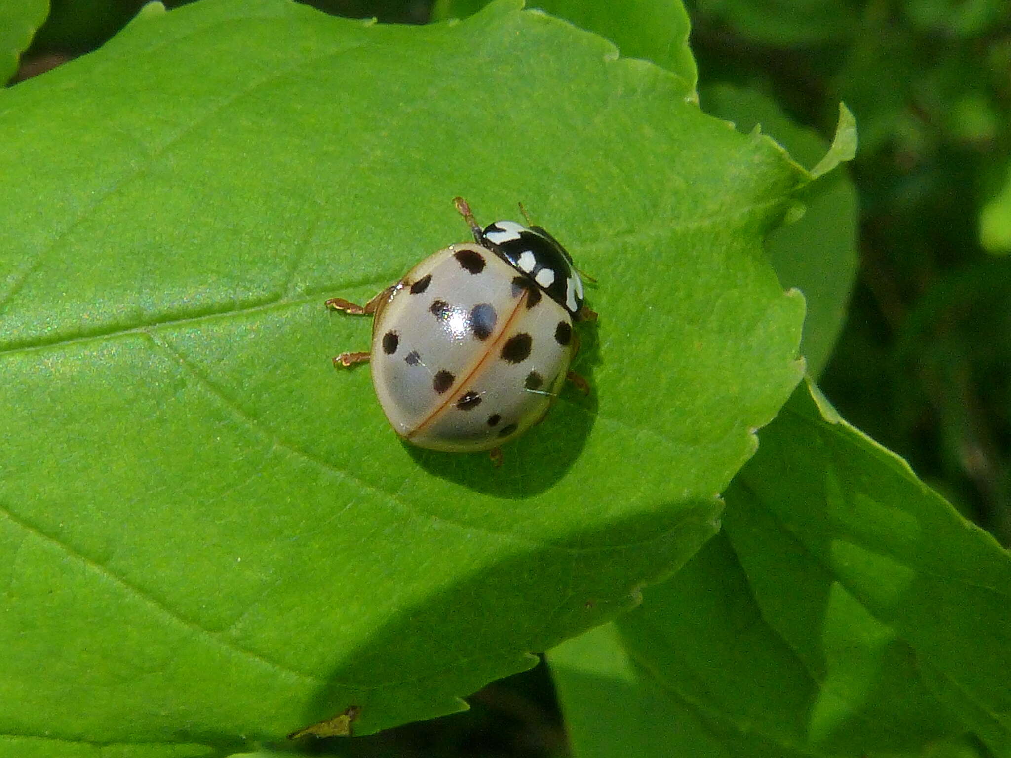 Image of Fifteen-spotted Lady Beetle