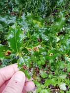 Image of European Holly Leafminer