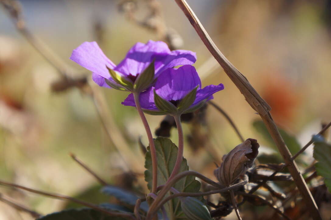 Image of Erodium guttatum (Desf.) Willd.