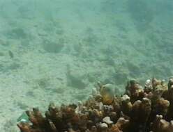 Image of Lineated Butterflyfish