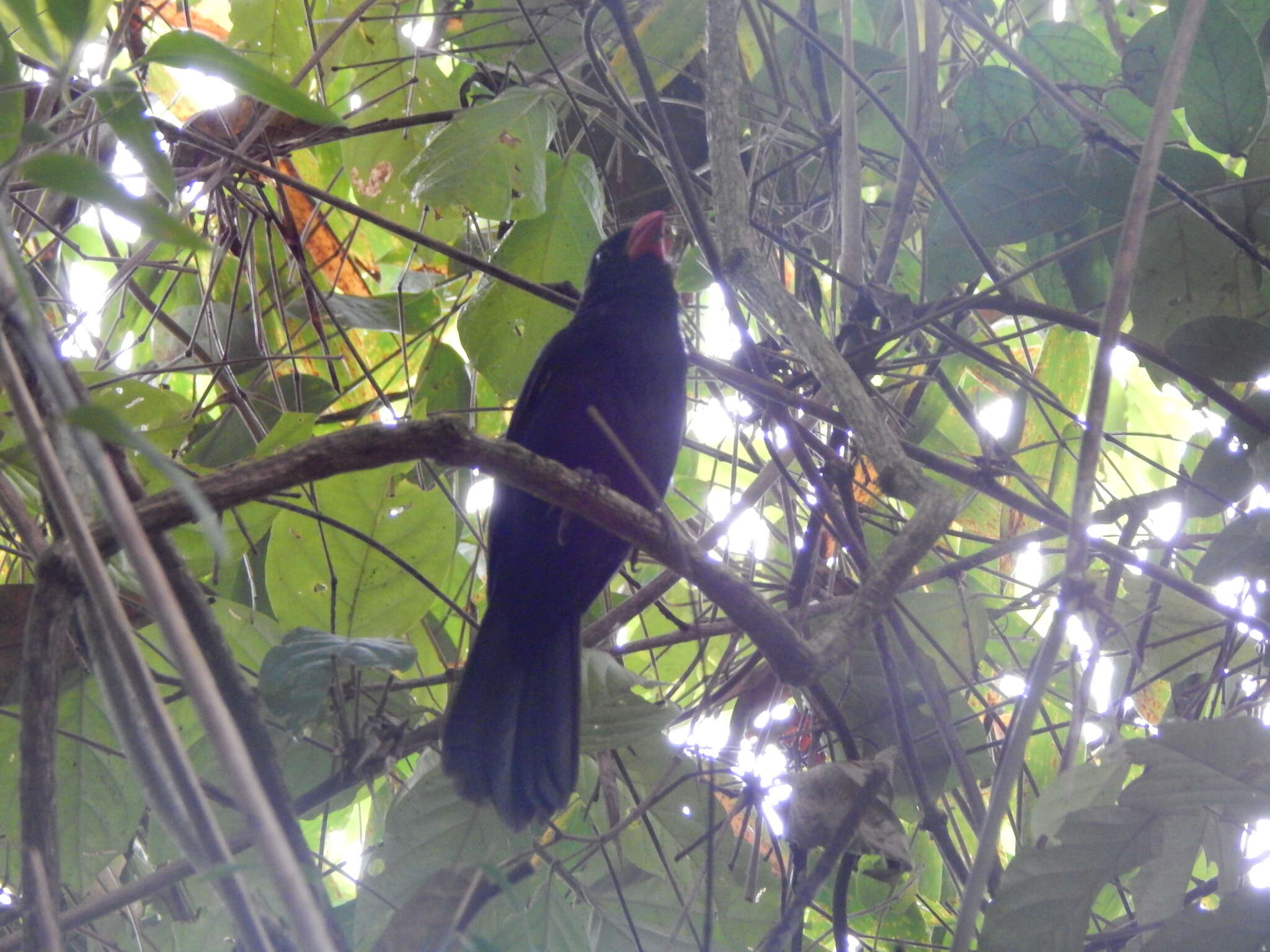 Image of Black-throated Grosbeak