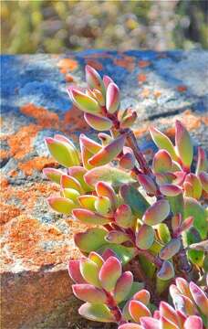 Image of Crassula rogersii Schönl.