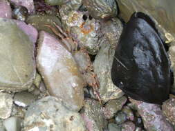 Image of Crustacea