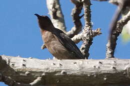 Image of Dusky Honeyeater