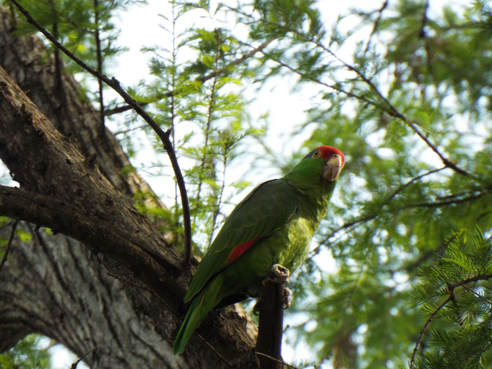 Imagem de Amazona viridigenalis (Cassin 1853)