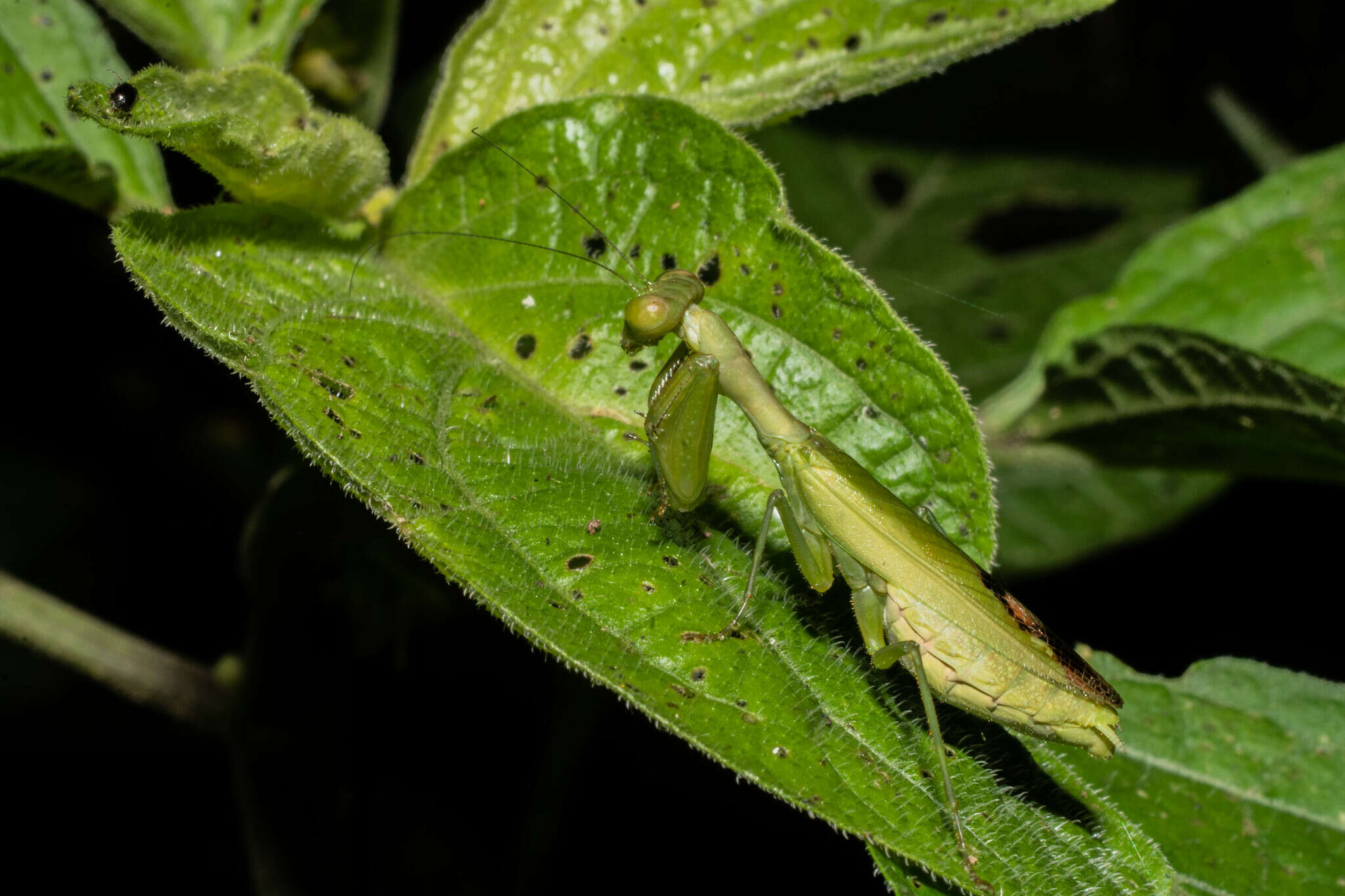 Image of Acontista aurantiaca Burmeister 1838