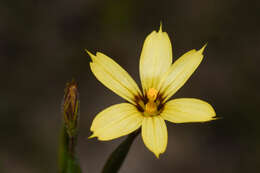 Sisyrinchium pachyrhizum Baker的圖片