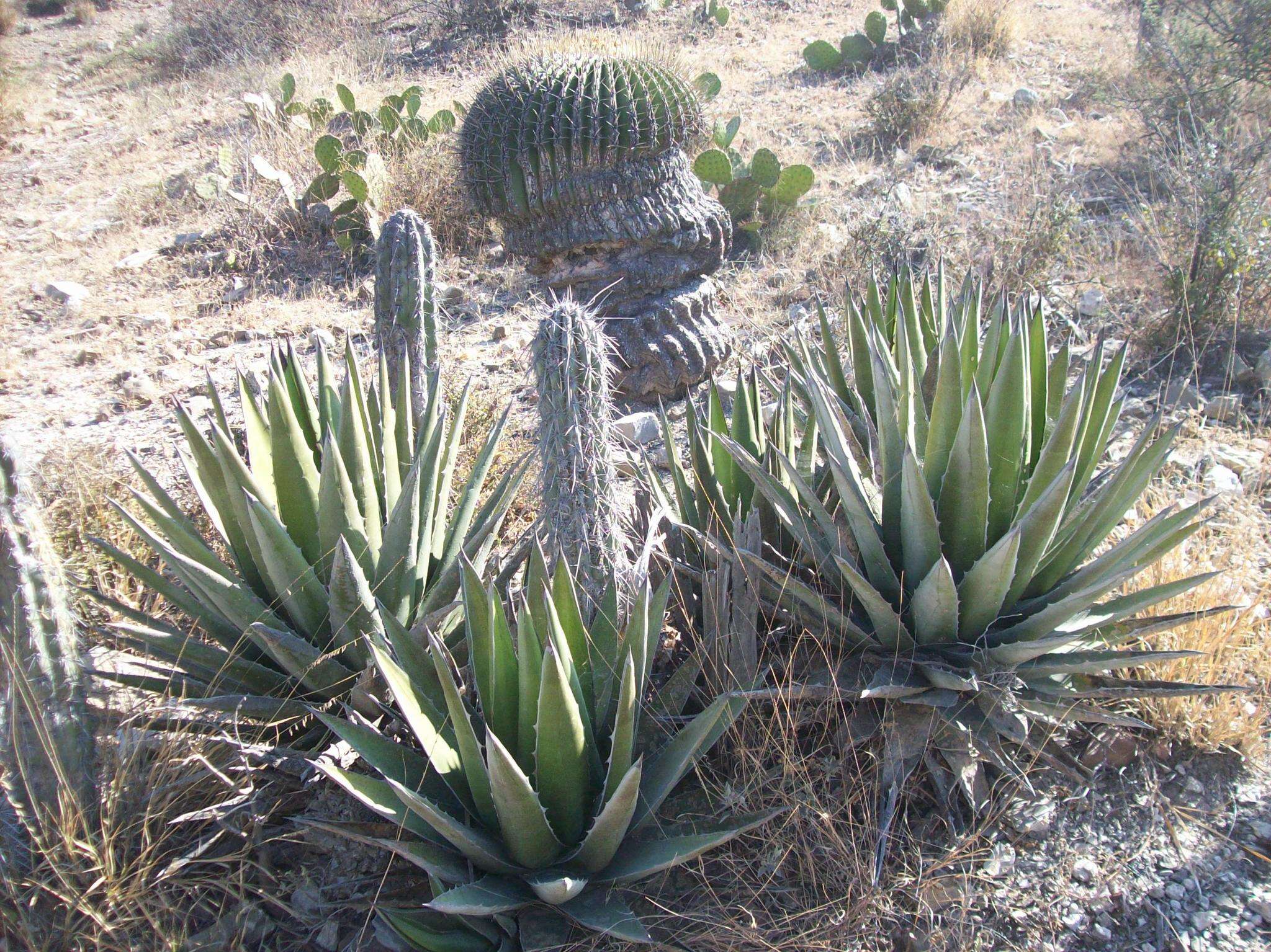 Image of Agave kerchovei Lem.