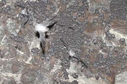 Image of Tadarine Free-tailed Bats