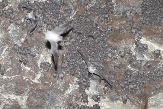 Image of Tadarine Free-tailed Bats