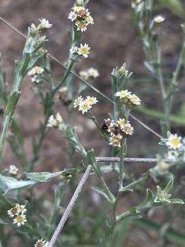 Image of Gnaphalium filagopsis O. M. Hilliard & B. L. Burtt