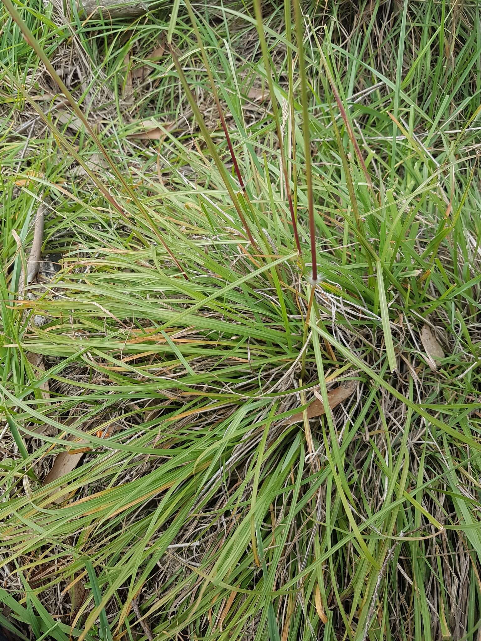 Sivun Sorghum leiocladum (Hack.) C. E. Hubb. kuva