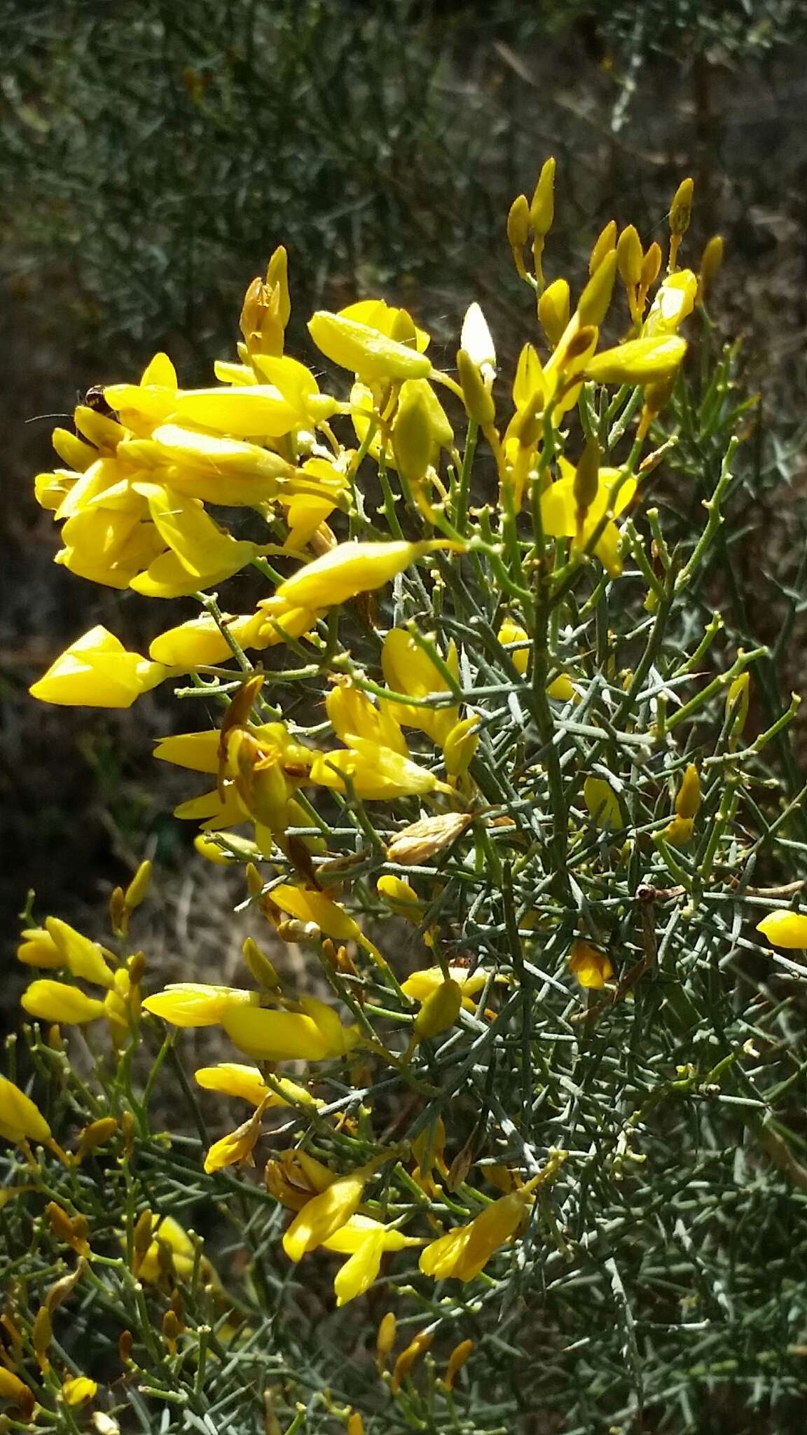 Image de Ulex genistoides Brot.