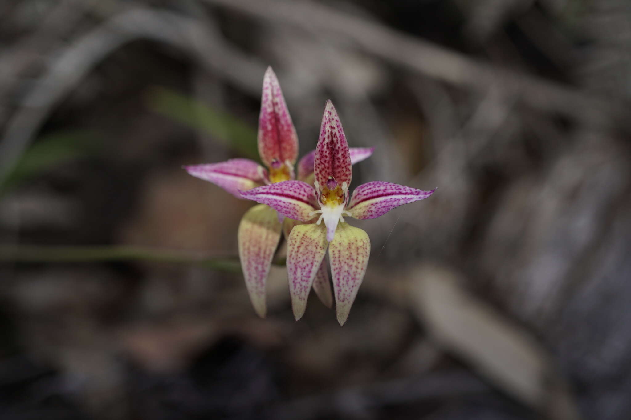 Image of Caladenia spectabilis Hopper & A. P. Br.