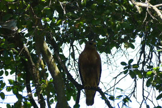 Image of Buteo lineatus elegans Cassin 1855