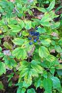 Image of blue cohosh