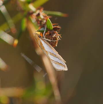 Image of Thudaca obliquella Walker 1864