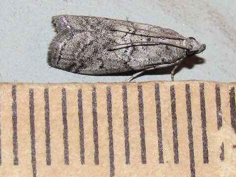 Image of Salebriaria ademptandella