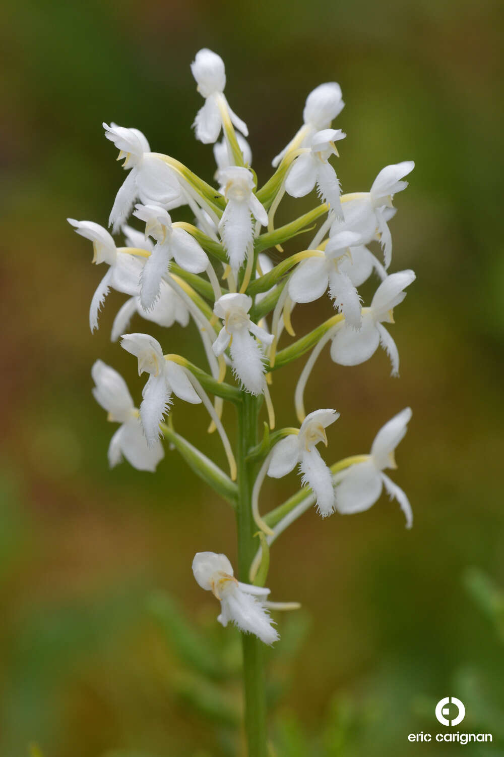 Image of white fringed orchid