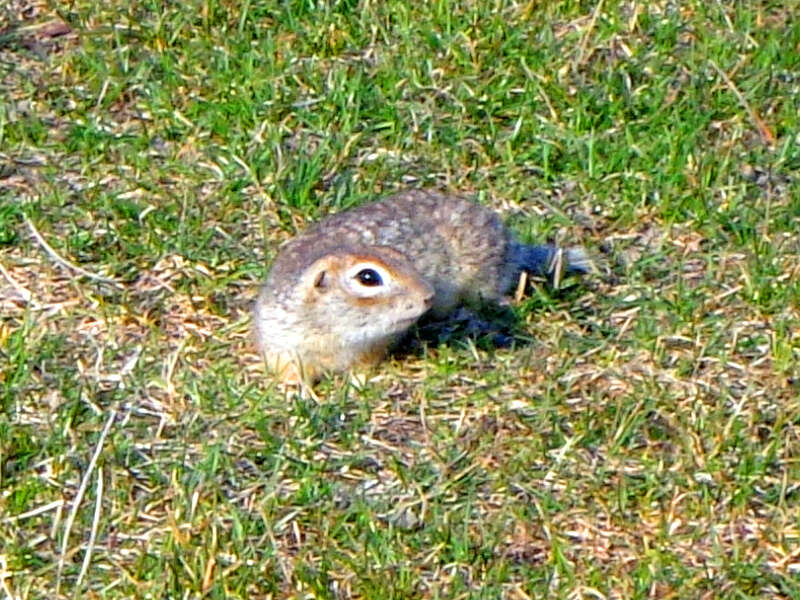 Image of Speckled Ground Squirrel