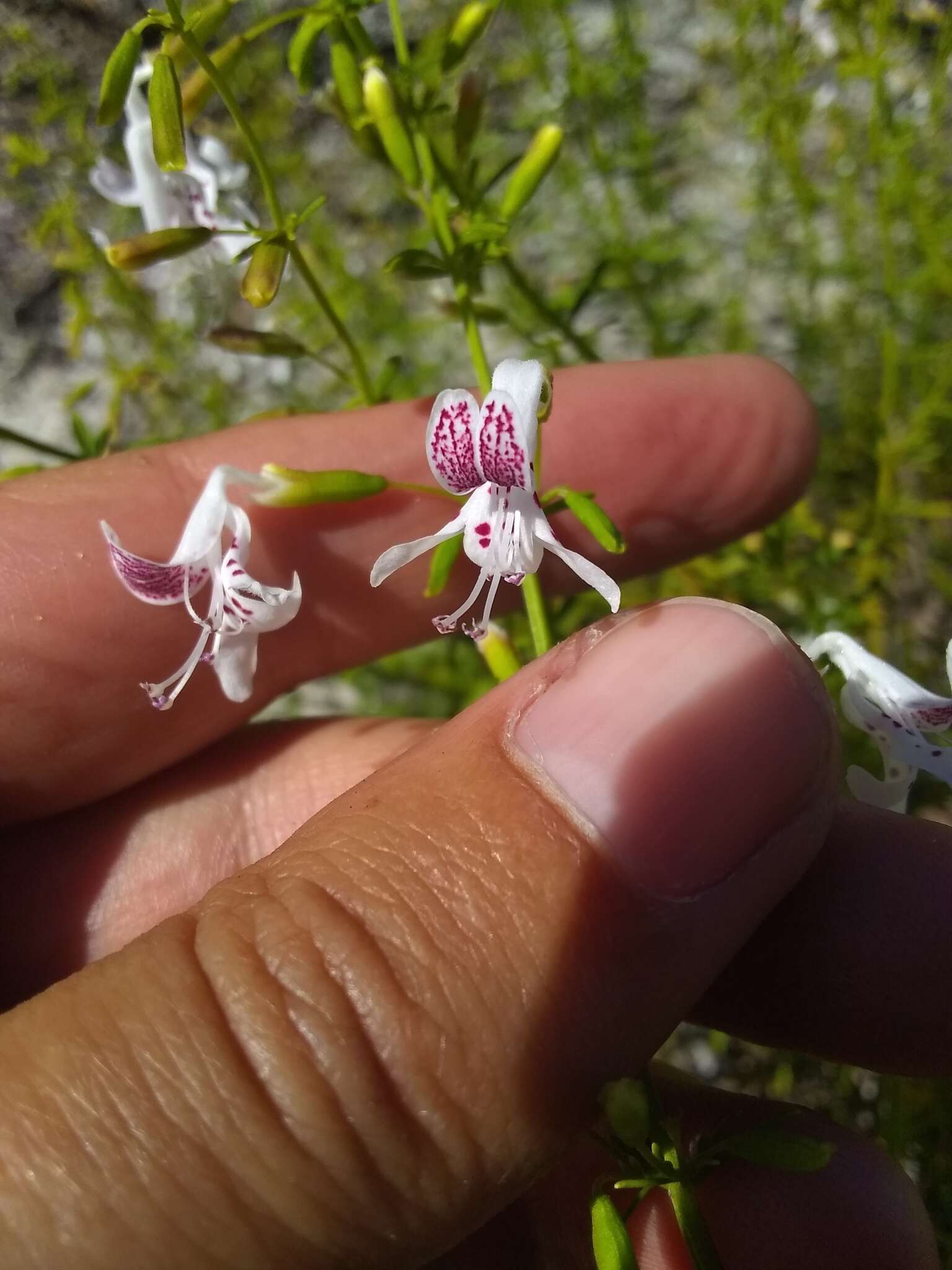 Imagem de Dicerandra frutescens Shinners