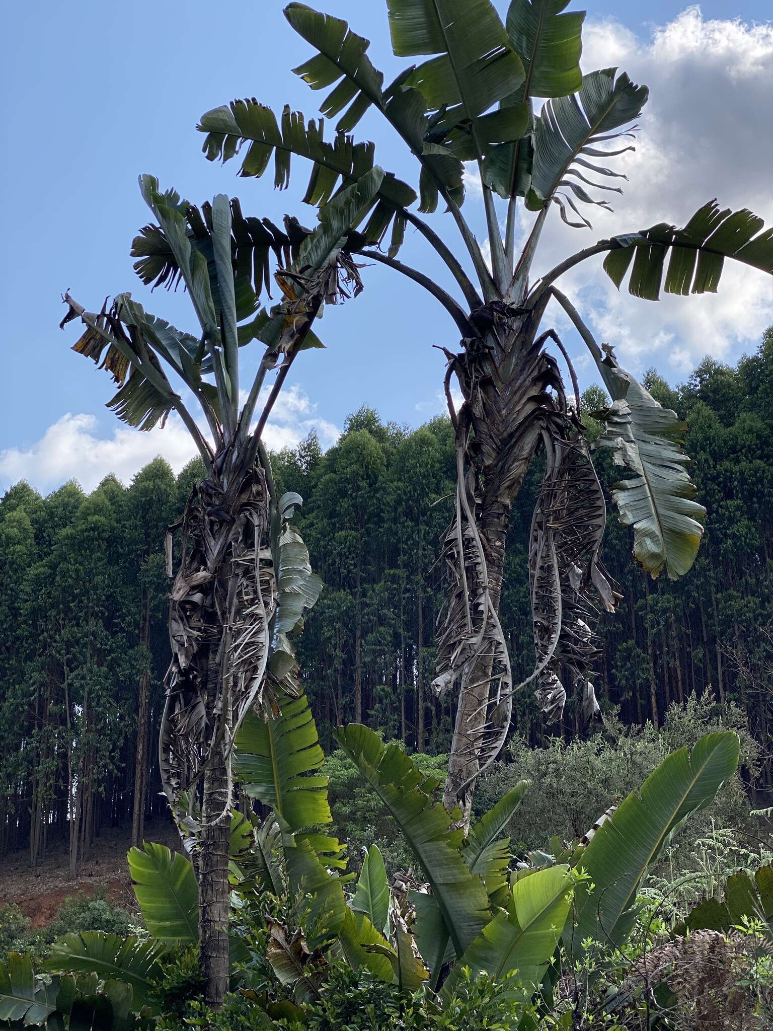 Image of Mountain strelitzia