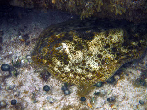 Image of Yellow Stingray