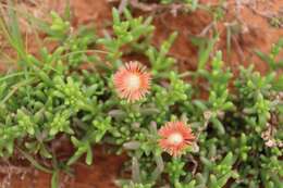 Image of Delosperma multiflorum L. Bol.