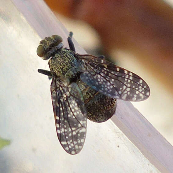 Image of Fly