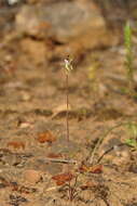 Image of Bronze caps